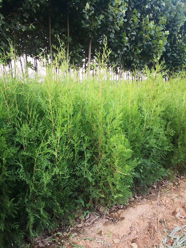 2020年綠化苗木發展行情如何? 2020年綠化苗木發展行情如何?