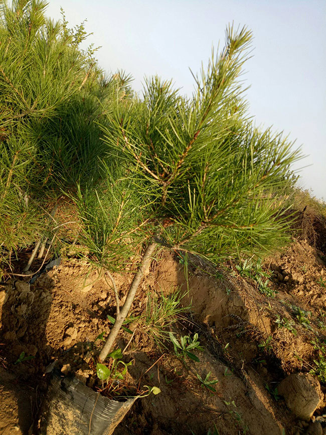 2020年綠化苗木發展行情如何？