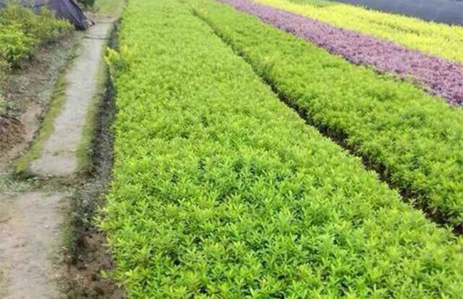 2020年綠化苗木發展行情如何? 2020年綠化苗木發展行情如何?