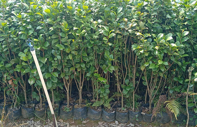 2020年綠化苗木發展行情如何? 2020年綠化苗木發展行情如何?